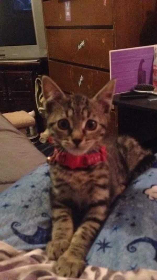 /Images/uploads/Humane Society of Utah/HSUCalendar/entries/1221thumb.jpg